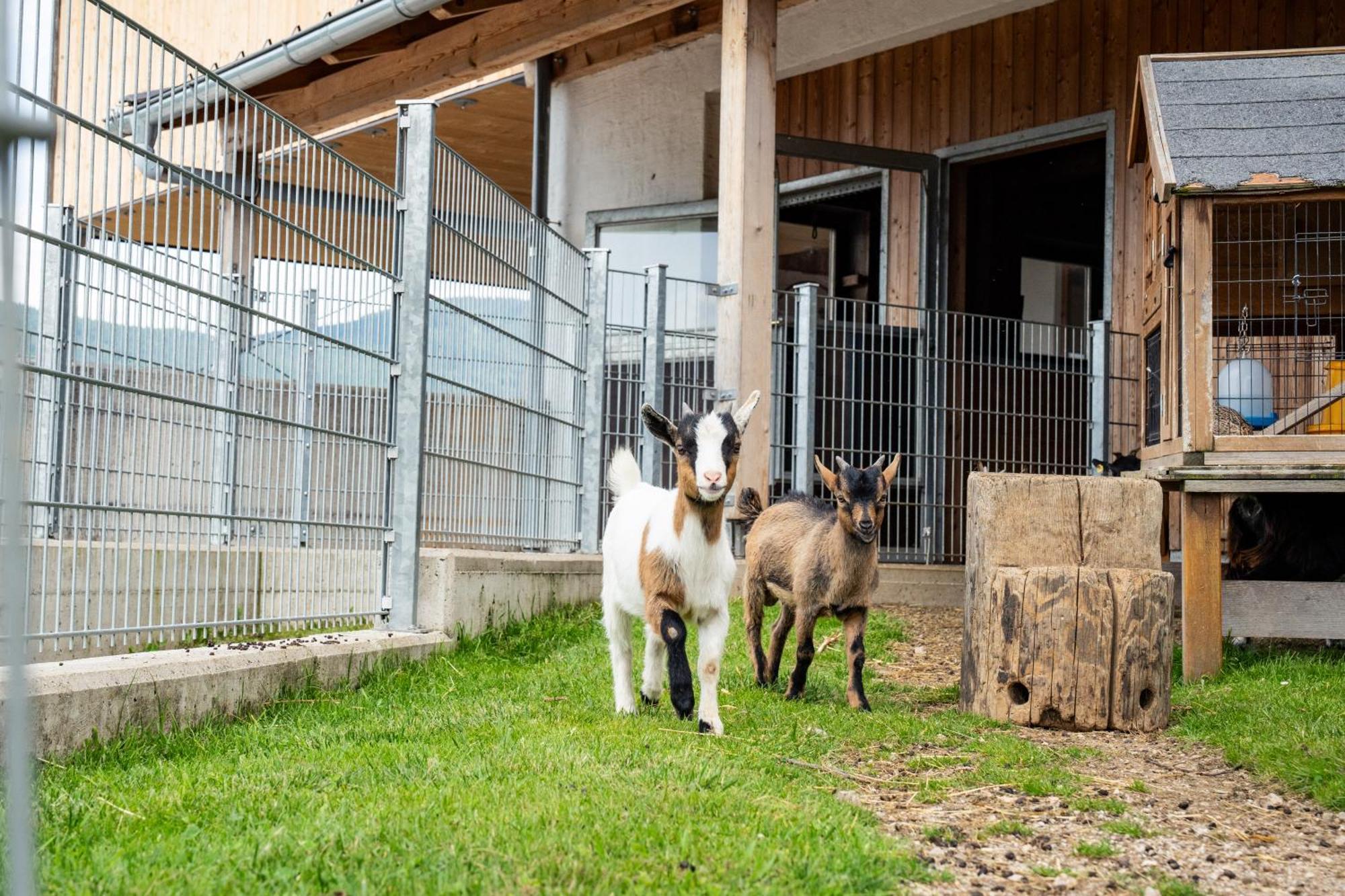 Hornergut Lejlighed Altenmarkt im Pongau Eksteriør billede